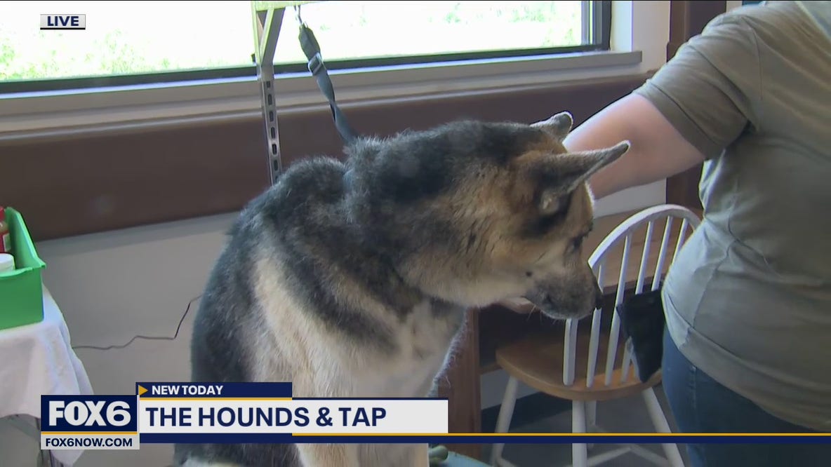 Have you ever wanted to take your dog to a tavern, but weren’t allowed to bring them in?